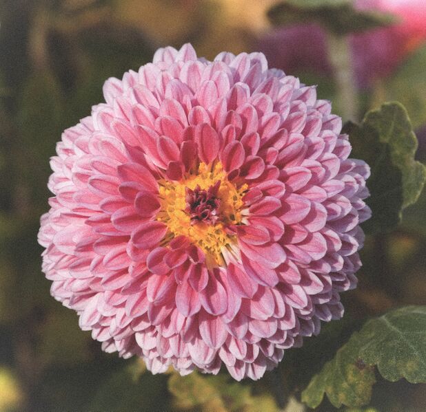 File:Chrysanthemum.jpg