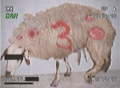 Thumbnail for version as of 06:42, 17 July 2025